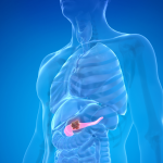 Blue x-ray style image of a human torso with the pancreas highlighted in pink.